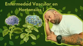 Descubre cómo detecto enfermedades vasculares en mis hortensias [upl. by Aramois489]