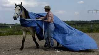 cool horse packaged © Lothar Lenz [upl. by Bael15]