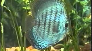 BREEDING DISCUS 101 PT 1 [upl. by Nannarb]