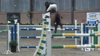 Stef Bossaerts  Fmagic vd wilgendreef Z  Provinciale indoor [upl. by Selassie80]