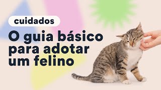 O que fazer antes de adotar um gato  Petz TV Cuidados [upl. by Braca]