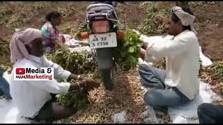 Groundnut harvesting using hero honda bike  karnataka FARMERS ARE GREAT BRAINY AND INTELLIGENT [upl. by Prisilla847]