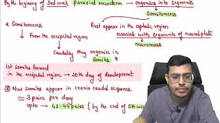 MBBS 1st Year General Embryology 38th Week of Devlopment Part 1 Continued [upl. by Selbbep]