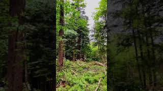 Fellerbuncher working in forest harvesting operation [upl. by Oba]