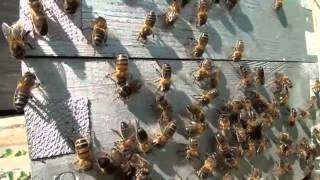 Abeilles Une colonie dabeilles vient de sinstaller dans une petite ruche [upl. by Alyehs]