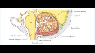 Intracerebellar Nuclei amp Cerebellar Pudencles [upl. by Elok]