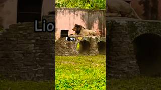 Simba lion lionking animals wildlife lioness lionroaring animallover [upl. by Ahsinot738]