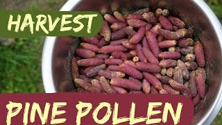 How to Harvest Pine Pollen [upl. by Sunny974]