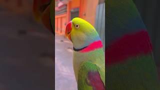 Ringneck parrot talking mithu  Indian Raw parrot  Speaking parrot Birds24 parrotsvideos [upl. by Aneem673]