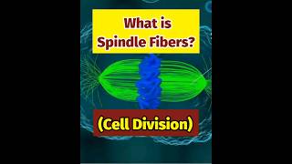 What are Spindle Fibers  Cell Division  Quick Learn spindlefibers biology [upl. by Anyal106]