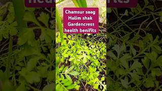 Halim seed benefitschamsur saaggardencress food halimseeds health healthbenefits antinutrient [upl. by Hervey176]