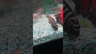 Angry Mbunambunacichlids africancichlids fishtank freshwaterfishtank aquariumfish [upl. by Vadim836]