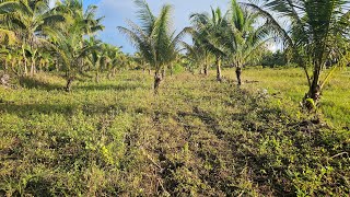 11 Hectare Highway lot for sale with coconut trees at Tubigon Bohol Philippines 600sqm [upl. by Kauffmann]