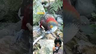 Intelligence of birds trending shorts video youtube shorts [upl. by Ilaire]