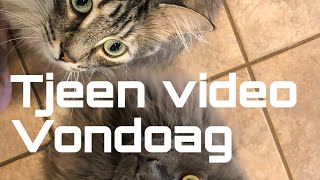 Tjeen video vondoag [upl. by Adniralc]