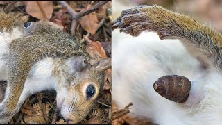 Botfly removal from squirrel 🐿️ [upl. by Areip]