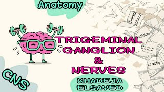 ✅✅TRIGEMINAL GANGLION [upl. by Riker]