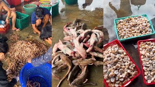 Sharks prawns mussels snails and crabs on a fishing boat [upl. by Jacenta]