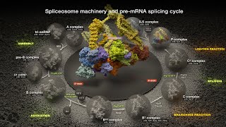 Molecular Mechanisms of Splicing Spliceosome Machinery and PreMessenger RNA Splicing Cycle [upl. by Kleon]