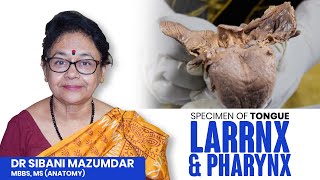 Specimen of Tongue  larynx and pharynx  Anatomy  Dr Sibani Mazumder [upl. by Showker]