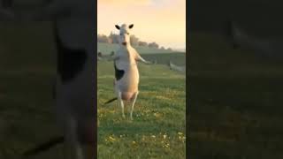 FUNNY COW DANCE 🤣🐮 COW SONG  COW VIDEOS  DANCING COW  ANIMAL SOUND [upl. by Peppy]