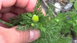 Pineapple Weed Matricaria discoidea Edible Wild Plants [upl. by Artaed]