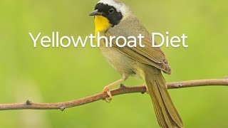 Yellowthroat Diet birds bird birdslover birdspecies [upl. by Kalli]