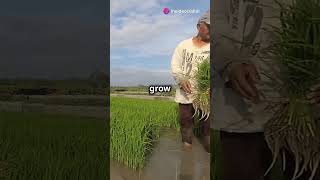 How Long Does It Take to Grow Paddy and wheat [upl. by Malka]