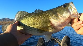 Fishing Roosevelt Lake For CHUNKY Fall Bass [upl. by Atnauq364]