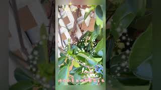 每日一花 千金子藤香Stephanotis [upl. by Howard]