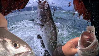 Kob Kabeljou Fishing the Falsebay Reefs fishing [upl. by Atrim]