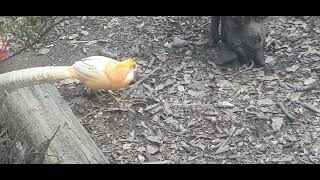 Golden Pheasant dont forget to subscribe my channel guys wildjojovlog [upl. by Oina]