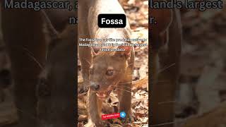 Amazing Fossa Fact [upl. by Sabah]