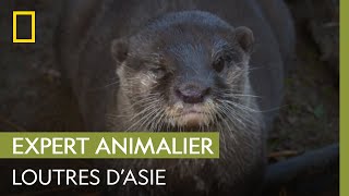 Une loutre dAsie attend des bébés   UNE SAISON AU ZOO [upl. by Clyte551]