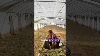 Grasshopper farming sciencefacts shorts shortvideo [upl. by Berti983]