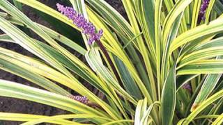 Dressing Up Your Garden with Liriope [upl. by Chandless]