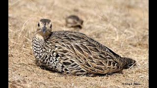 Kaly teetar ki madi ki awaz  Black francolin female voice [upl. by Sidonnie]