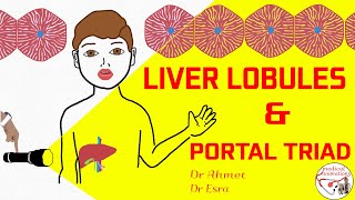 PORTAL TRIAD  LIVER LOBULE  shorts gastroenterology histology medicine [upl. by Hadley]