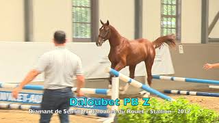 Daloubet PB Z Diamant de Semilly x Baloubet du Rouet  Stallion  2017 [upl. by Hulbig]