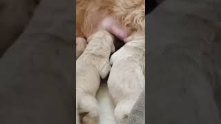 goldendoodles labradoodles poodle cute dog puppy trending viral pets [upl. by Miguela859]