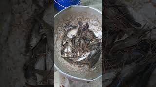 Bangla amar sorshe ilish chingari kochi lowu YouTube video youtubeshorts 🦞🦞🦞🍤 [upl. by Kyd]