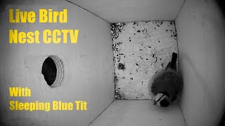 Bird Nest Box Live CCTV 18 October 2024 [upl. by Erdnaek]