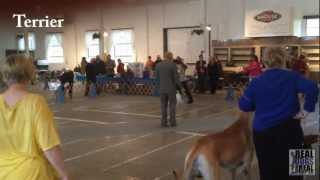 UKC Trained N Talented Dog Conformation Show with Catahoula and More Show Dogs [upl. by Halie]