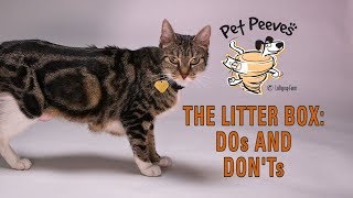 The Litter Box DOs amp DONTs [upl. by Etnasa44]