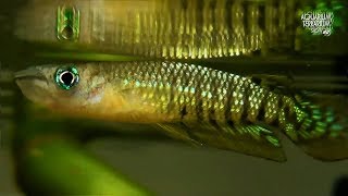 Werners killifish Aplocheilus werneri amp Striped Panchax Aplocheilus lineatus [upl. by Leamhsi]