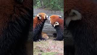 What⁉️ redpanda kissing funnyshorts [upl. by Yanahs]