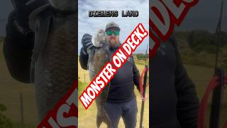 Massive morwong on my seak 🔥 fire 90 MonsterCatch Spearfishing VanDiemensLand FishingAustralia [upl. by Ulu]