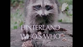 Hinterland  Whos Who  The Raccoon [upl. by Lleryt]