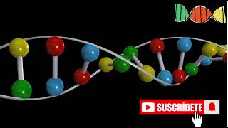 Unlocking Mendels Law of Inheritance A 3D Animated Guide [upl. by Lally744]