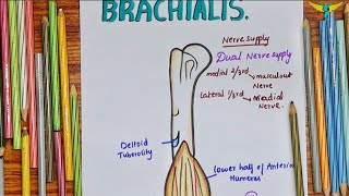 Brachialis Muscle  Upper Limb [upl. by Reiser]